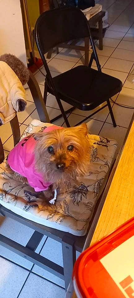 Enjy participe au concours pour gagner de l'argent avec cette photo : canidae, carnivore, chair, companion_dog, dog, dog_breed, dog_supply, fawn, flooring, fur, hardwood, pet_supply, small_terrier, snout, sporting_group, terrier, toy_dog, wood, yorkipoo, yorkshire_terrier