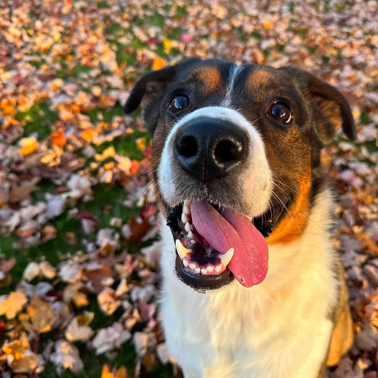 Moose is registered to the contest to win money with this photo: animal, autumn_leaves, black, brown, canine, close_up, daylight, dog, fall, friendly, grass, happy, leaf_litter, nature, outdoor, pet, playful, smiling, tongue_out, white
