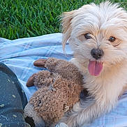 Cheryl Acosta joined the competition — help win amazing prizes! animal, backyard, brown_toy, canine, cute, dog, fluffy, fur, grass, outdoor, pet, pet_toy, plaid_blanket, playful, puppy, relaxed, smiling, stuffed_toy, tongue_out, toy
