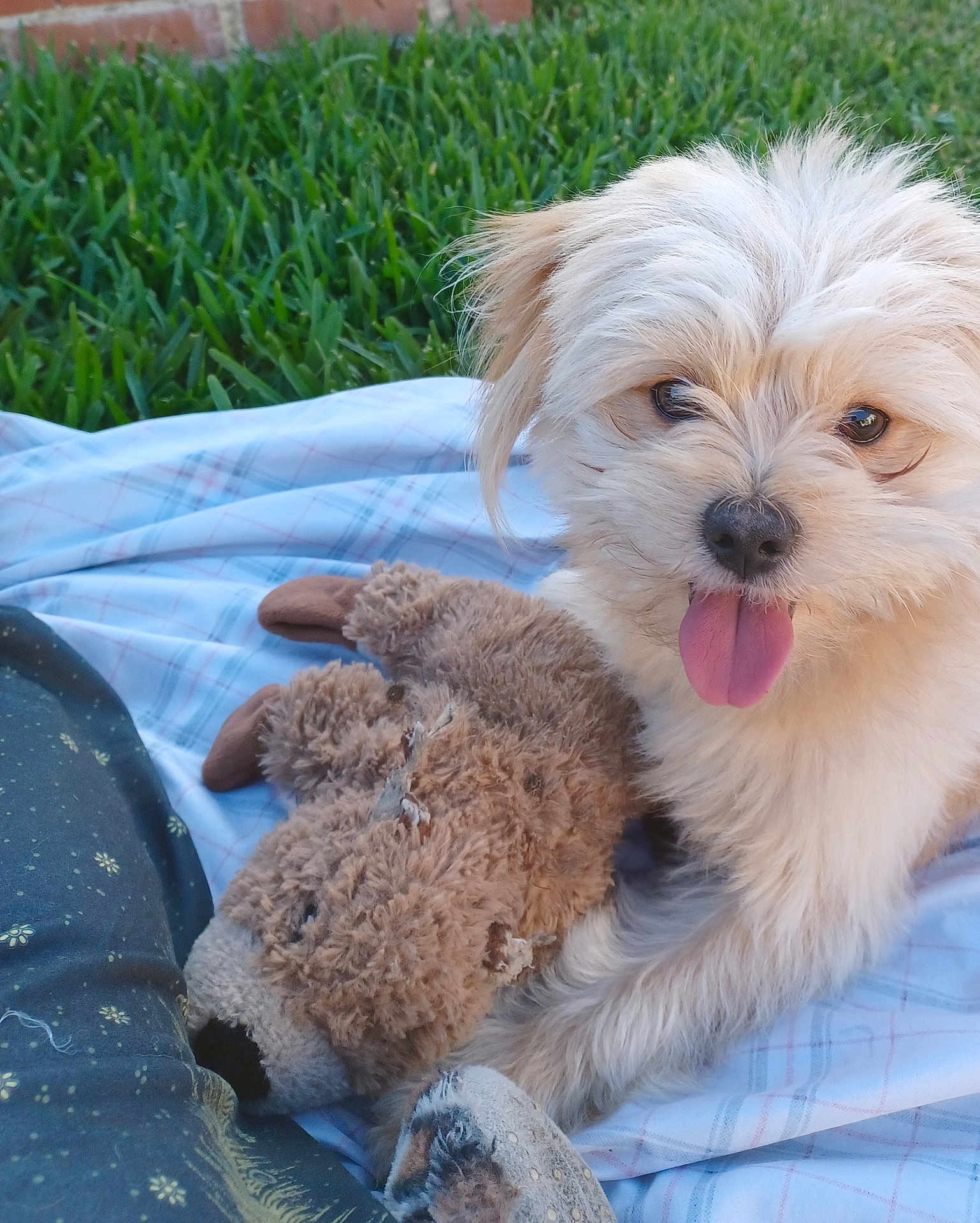 Cheryl Acosta joined the competition — help win amazing prizes! animal, backyard, brown_toy, canine, cute, dog, fluffy, fur, grass, outdoor, pet, pet_toy, plaid_blanket, playful, puppy, relaxed, smiling, stuffed_toy, tongue_out, toy