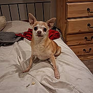 Moonshine joined the competition — help win amazing prizes! dog, chihuahua, small_dog, pet, animal, sitting, bed, bedroom, dresser, furniture, blanket, bedding, pillow, red_clothing, indoors, portrait, large_ears, short_hair, brown_and_white, cute