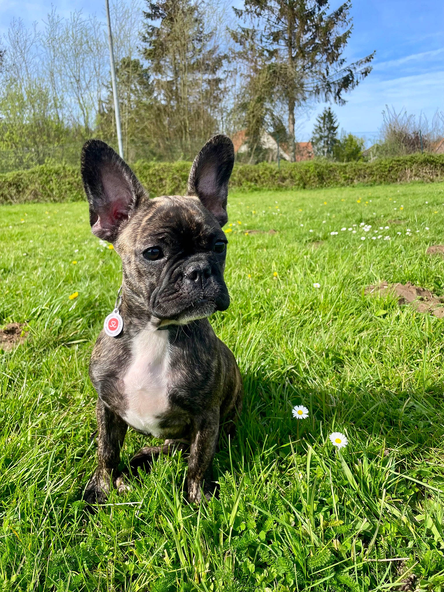 Vanda a rejoint le concours — aidez-le/la à gagner de superbes lots ! bulldog, carnivore, cloud, companion_dog, dog, dog_breed, ear, french_bulldog, grass, grassland, groundcover, herbaceous_plant, pasture, plant, sky, terrestrial_animal, toy_dog, tree, whiskers, working_animal
