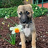 puppy, dog, flower, daffodil, garden, mulch, greenery, outdoor, young, cute, pet, collar, nature, plant, fur, animal, small, sitting, adorable, eyes