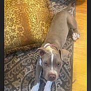 Nikki And Brothers is registered to the contest to win money with this photo: dog, puppy, lying_down, indoor, rug, cushion, floor, wood_floor, pet, animal, collar, curious, brown_eyes, white_paws, cozy, home, carpet, furniture, adorable, looking_up