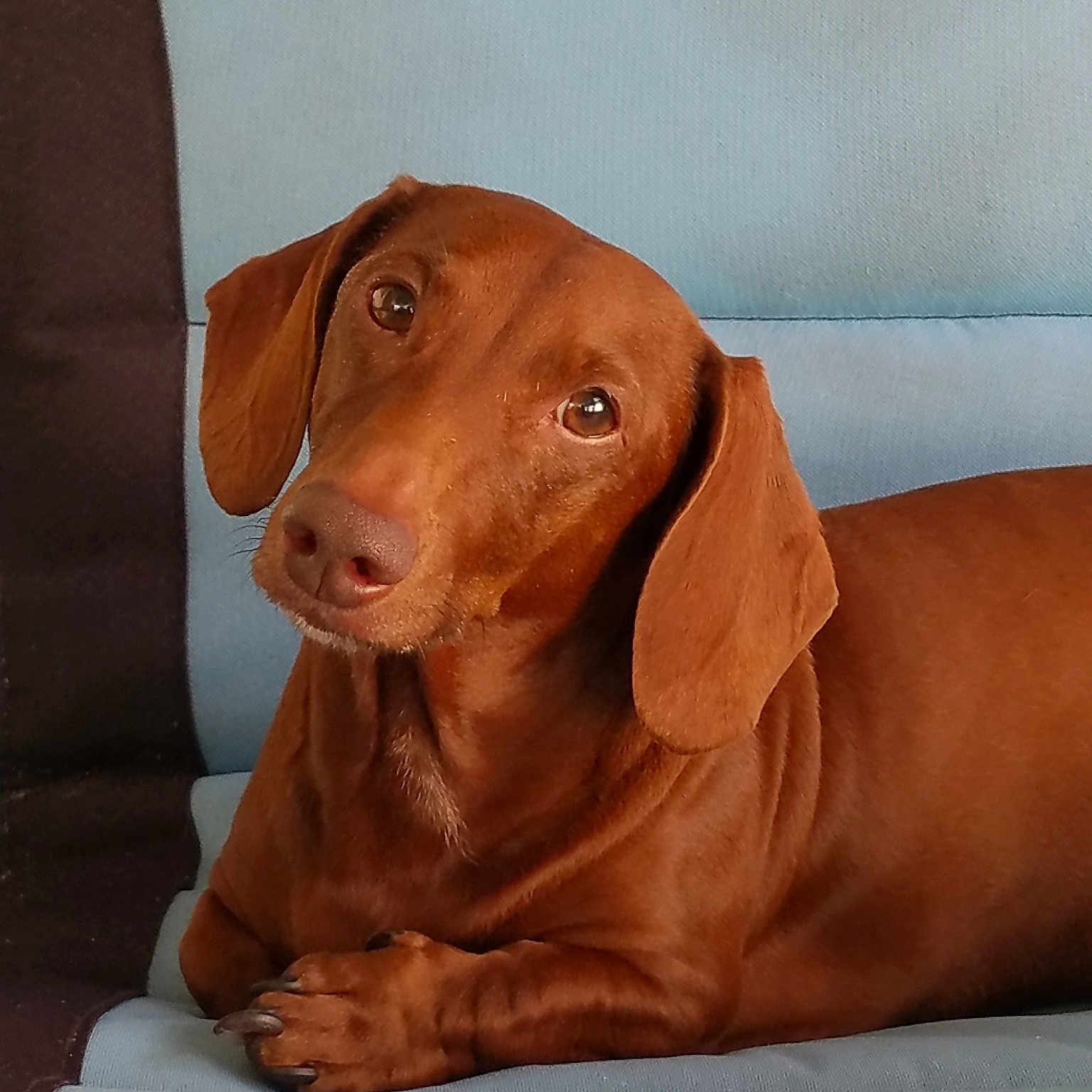 Hank