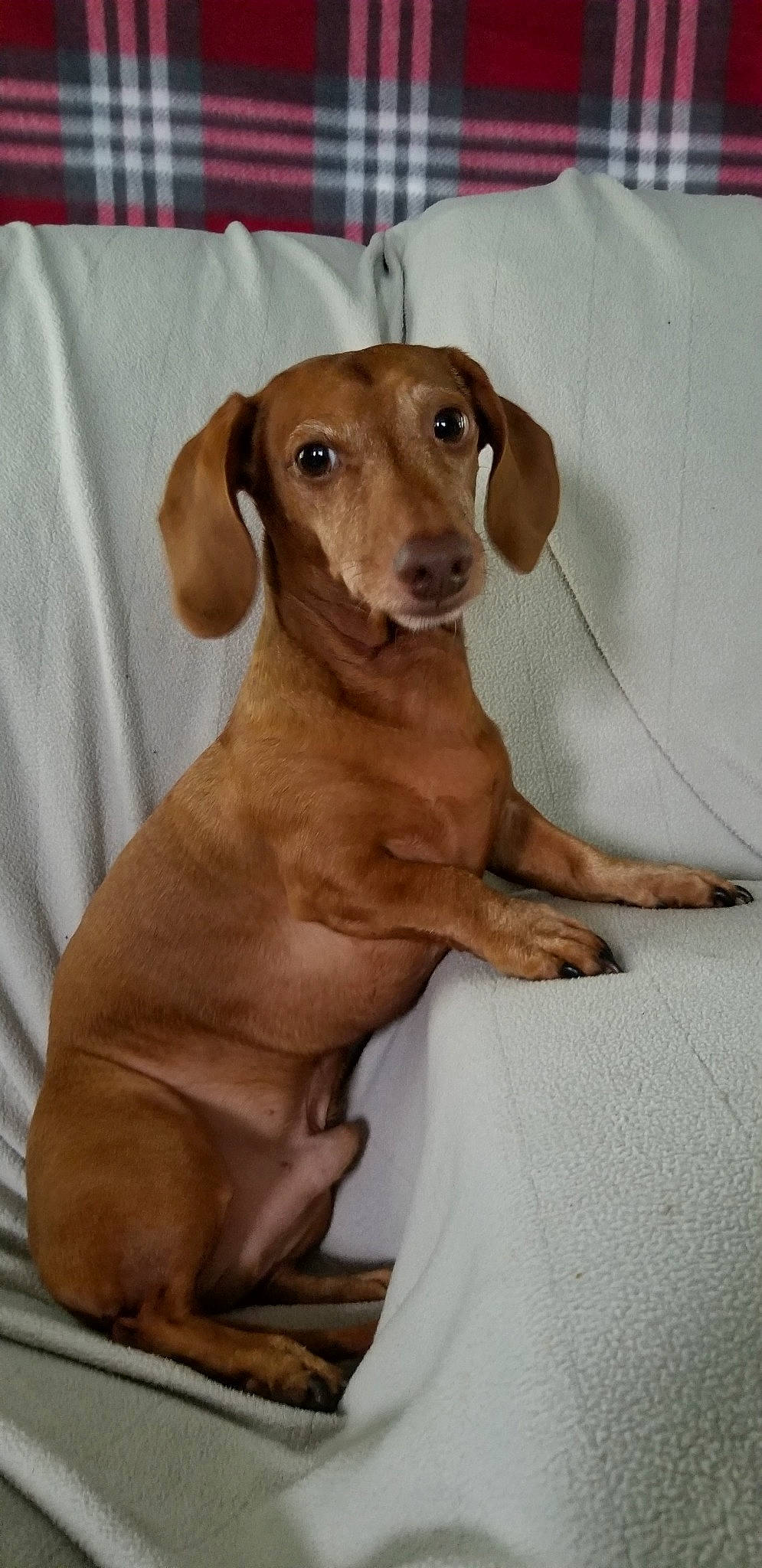 Duke is registered to the contest to win money with this photo: azawakh, canidae, carnivore, companion_dog, dachshund, dog, dog_breed, fawn, headwear, hound, liver, mammal, person, rhodesian_ridgeback, snout, sporting_group, vertebrate, vizsla
