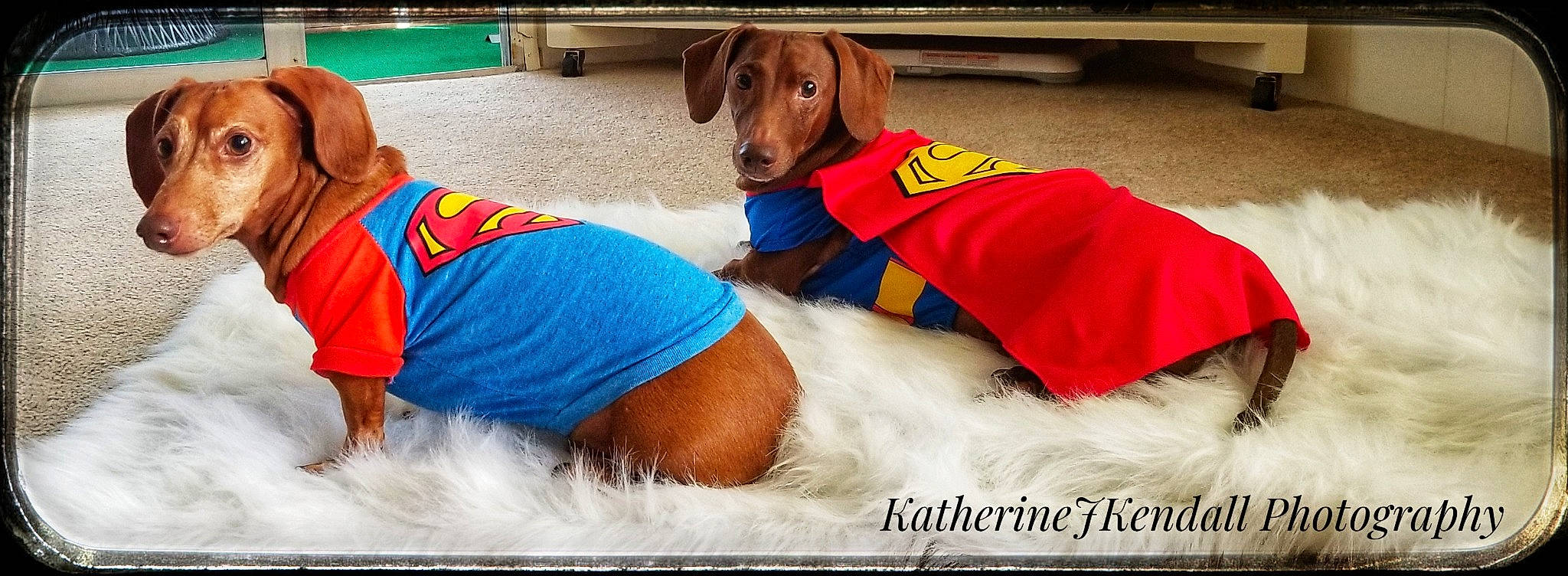 Duke joined the competition — help win amazing prizes! canidae, carnivore, companion_dog, dachshund, dog, dog_breed, dog_clothes, puppy, sporting_group, vizsla