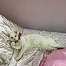 Morris joined the competition — help win amazing prizes! animal, bed, bow_tie, cat, cozy, cute, domestic_cat, feline, indoor, lying_down, patterned_sheets, pet, pillow, pink, portrait, relaxed, resting, silk, soft, white_cat