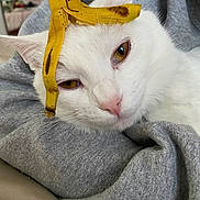 Morris joined the competition — help win amazing prizes! animal, banana_peel, cat, closeup, cute, domestic_animal, face, funny, fur, gray_fabric, headwear, indoors, pet, relaxed, resting, sleepy, texture, whiskers, white_cat, yellow