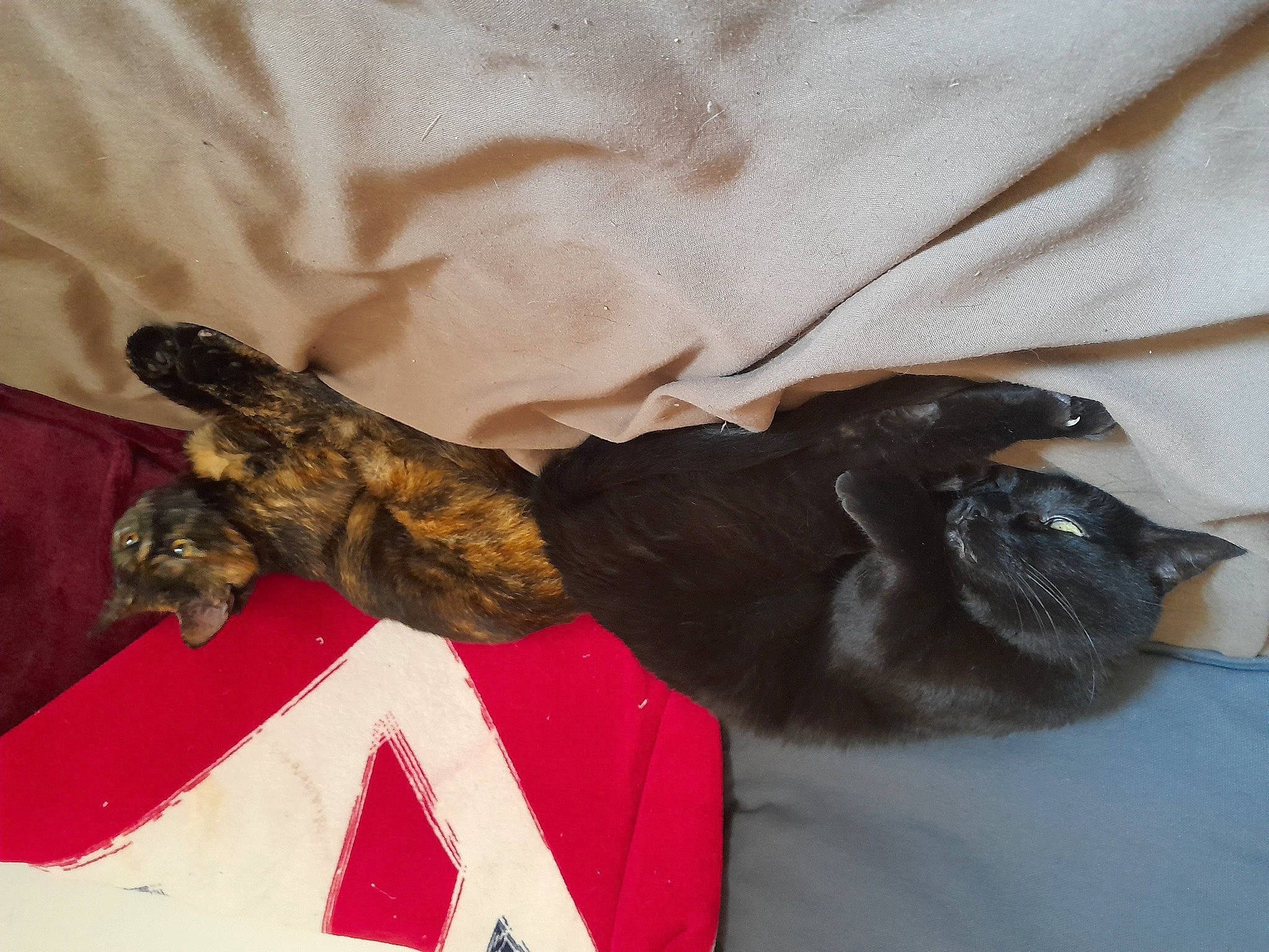 Tommy participe au concours pour gagner de l'argent avec cette photo : bed, canidae, carnivore, cat, claw, comfort, companion_dog, dog_breed, domestic_short_haired_cat, felidae, fur, linens, liver, nap, paw, puppy, small_to_medium_sized_cats, sporting_group, tail, whiskers