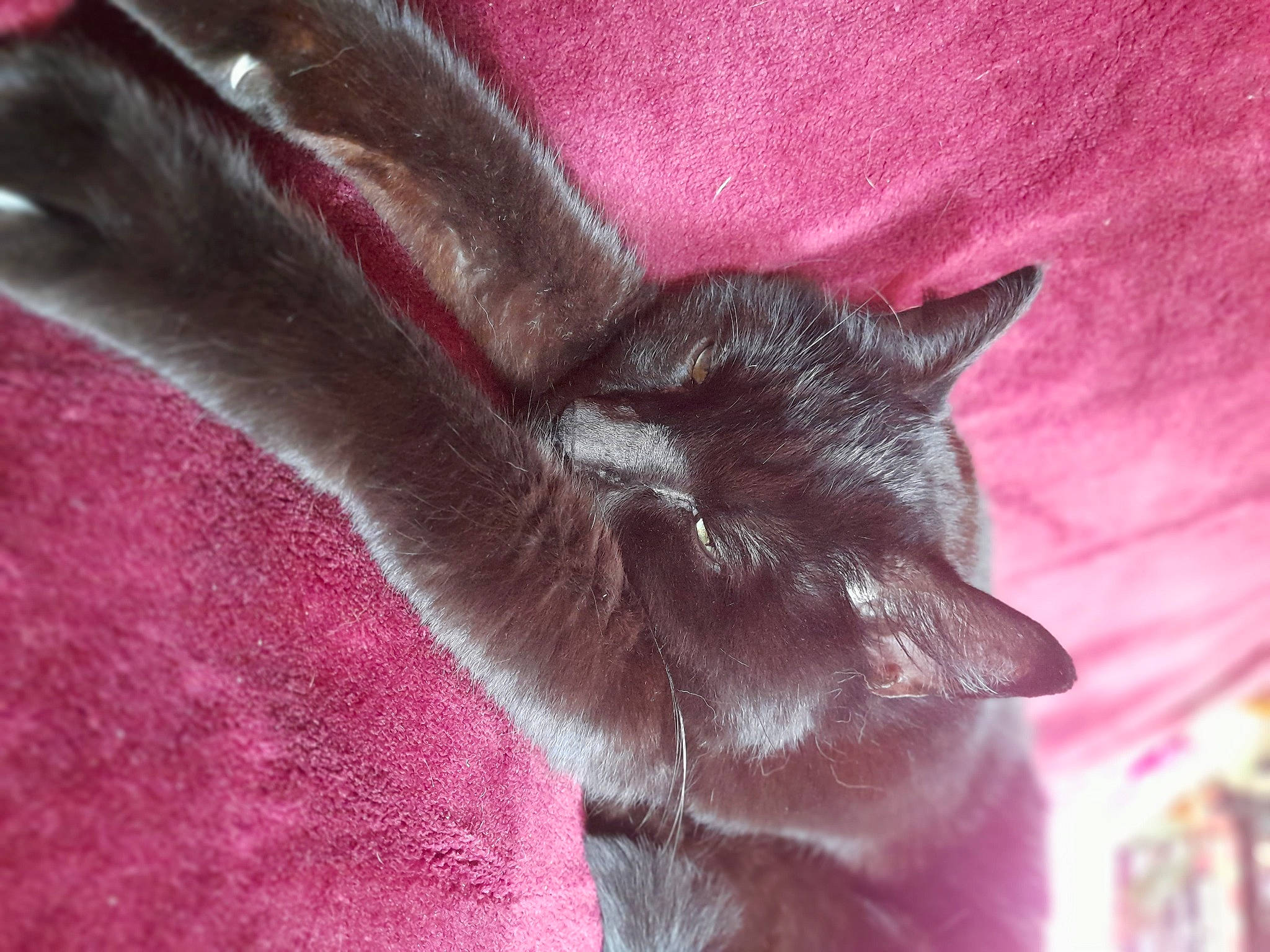 Tommy a rejoint le concours — aidez-le/la à gagner de superbes lots ! black_cat, carnivore, cat, claw, dog_breed, fawn, felidae, fur, gesture, human_leg, linens, liver, magenta, pink, sleeve, small_to_medium_sized_cats, snout, tail, whiskers, window