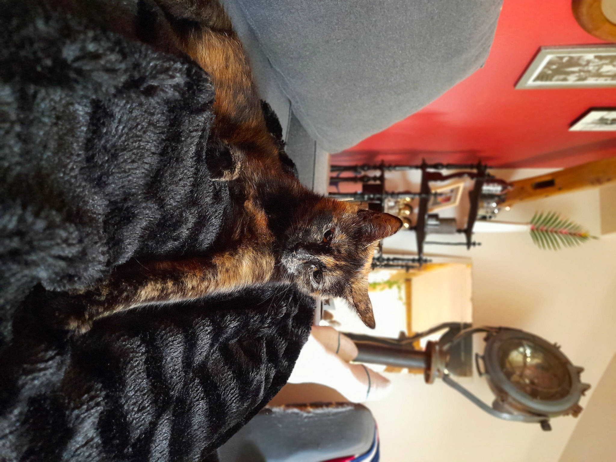 Shiva a rejoint le concours — aidez-le/la à gagner de superbes lots ! bag, canidae, carnivore, ceiling, chair, claw, comfort, dog_breed, domestic_short_haired_cat, felidae, flooring, fur, house, metal, room, shelf, small_to_medium_sized_cats, sporting_group, whiskers, wood