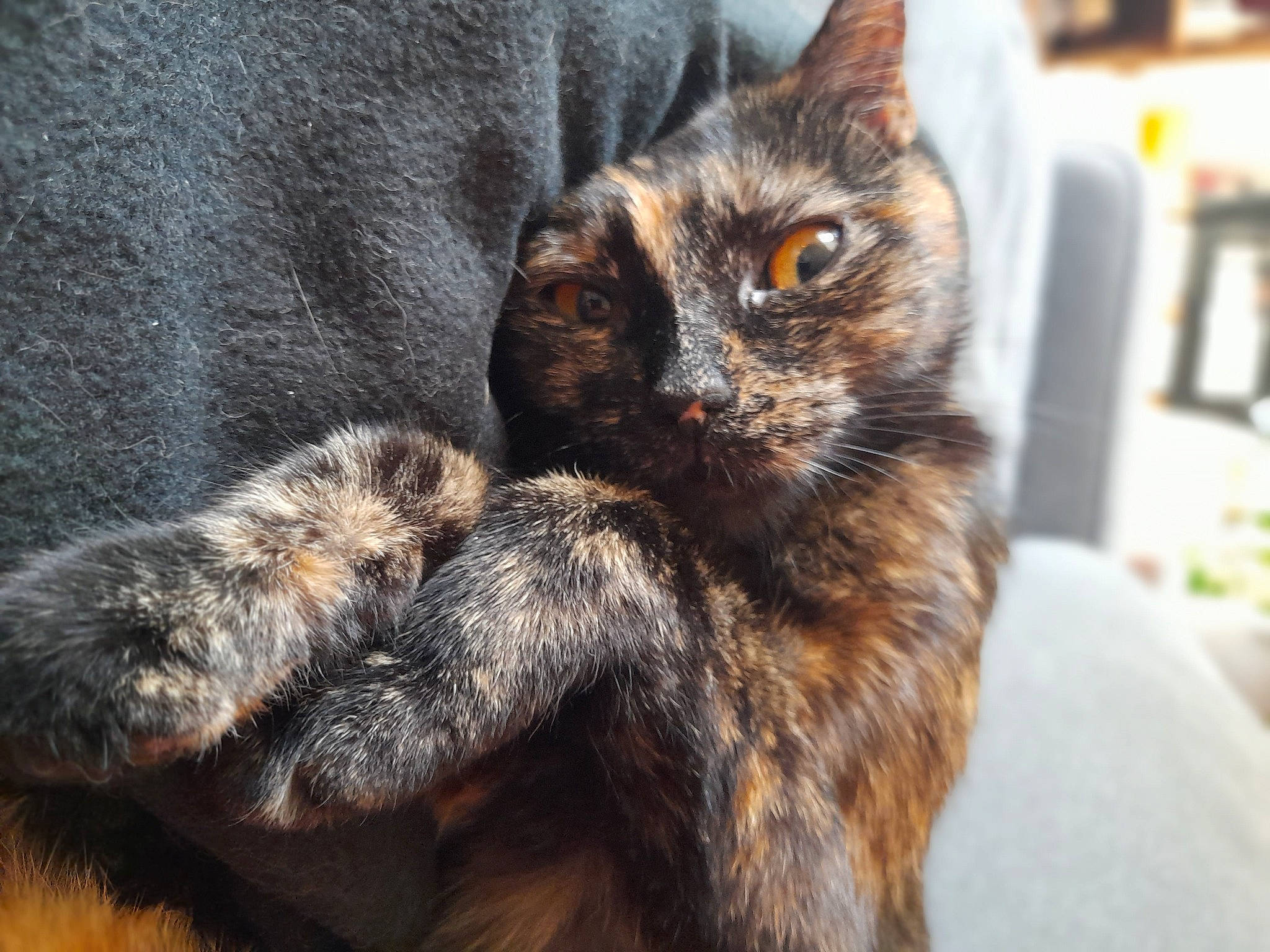 Shiva a rejoint le concours — aidez-le/la à gagner de superbes lots ! black_cat, bombay, carnivore, cat, claw, domestic_short_haired_cat, felidae, fur, paw, small_to_medium_sized_cats, snout, tail, terrestrial_animal, tree, whiskers, wildlife, window