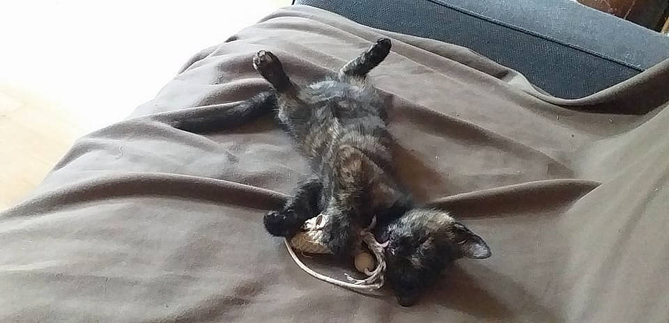 Shiva participe au concours pour gagner de l'argent avec cette photo : black_cat, carnivore, cat, claw, comfort, domestic_short_haired_cat, felidae, fur, grey, linens, paw, sleeve, small_to_medium_sized_cats, tail, whiskers