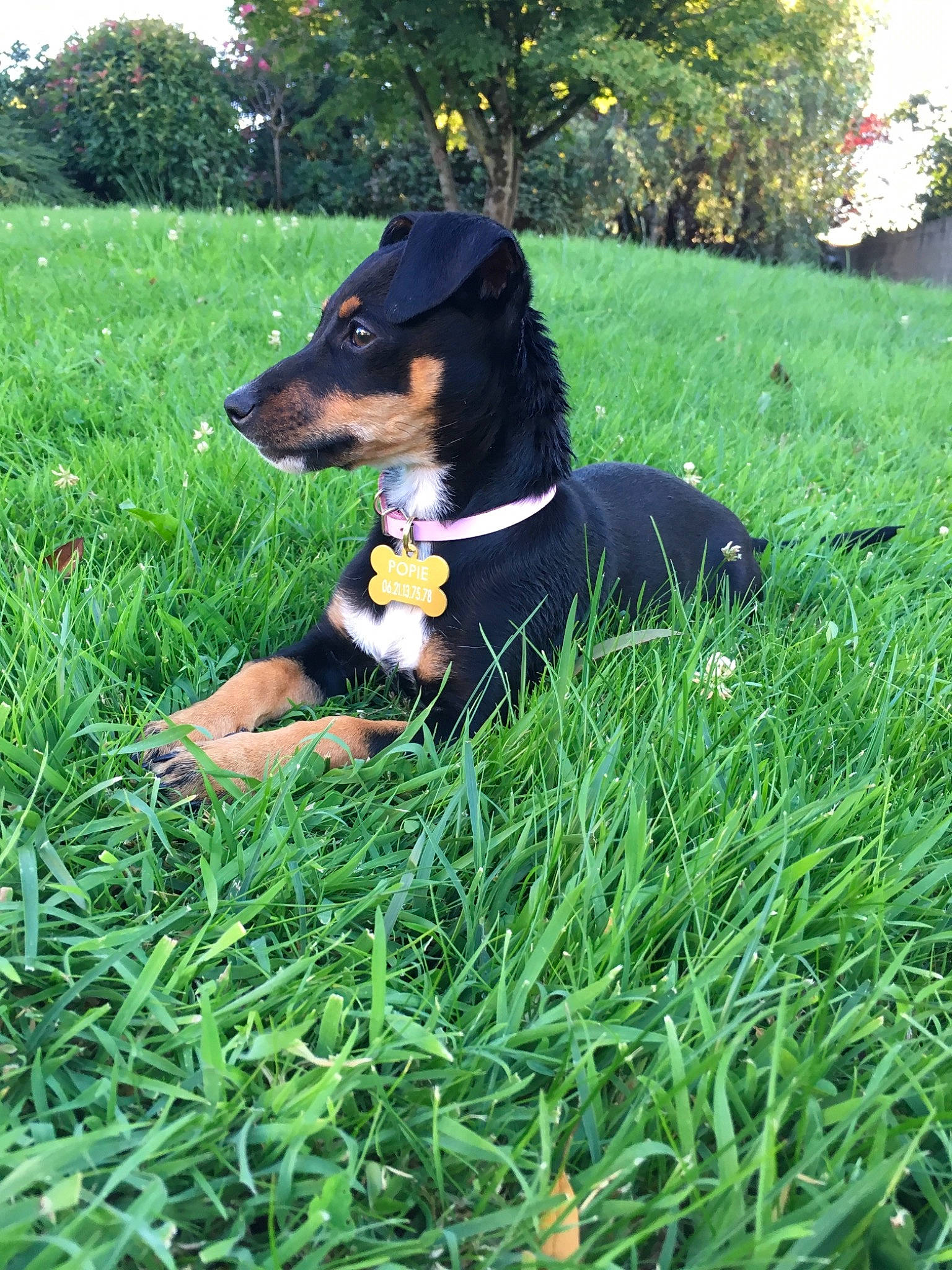 Popie participe au concours pour gagner de l'argent avec cette photo : black_and_tan_terrier, canidae, carnivore, companion_dog, dachshund, dog, dog_breed, english_shepherd, entlebucher_mountain_dog, german_pinscher, grass, guard_dog, huntaway, mammal, miniature_pinscher, pinscher, plant, transylvanian_hound, vertebrate, working_dog