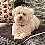 animal, blanket, cat_pattern, companion, cozy, curious, cute, decor, dog, fur, home, indoor, laying_down, looking, pet, pillow, relaxing, small_dog, stone_wall, white_dog