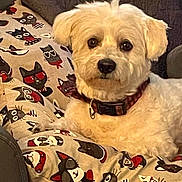 Nougat participe au concours pour gagner de l'argent avec cette photo : animal, cartoon_cats, cat_pattern, close_up, collar, couch, cozy, cushion, cute, dog, domestic_animal, fluffy, furniture, home, indoor, pet, portrait, relaxed, seated, white_dog