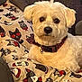 animal, cartoon_cats, cat_pattern, close_up, collar, couch, cozy, cushion, cute, dog, domestic_animal, fluffy, furniture, home, indoor, pet, portrait, relaxed, seated, white_dog
