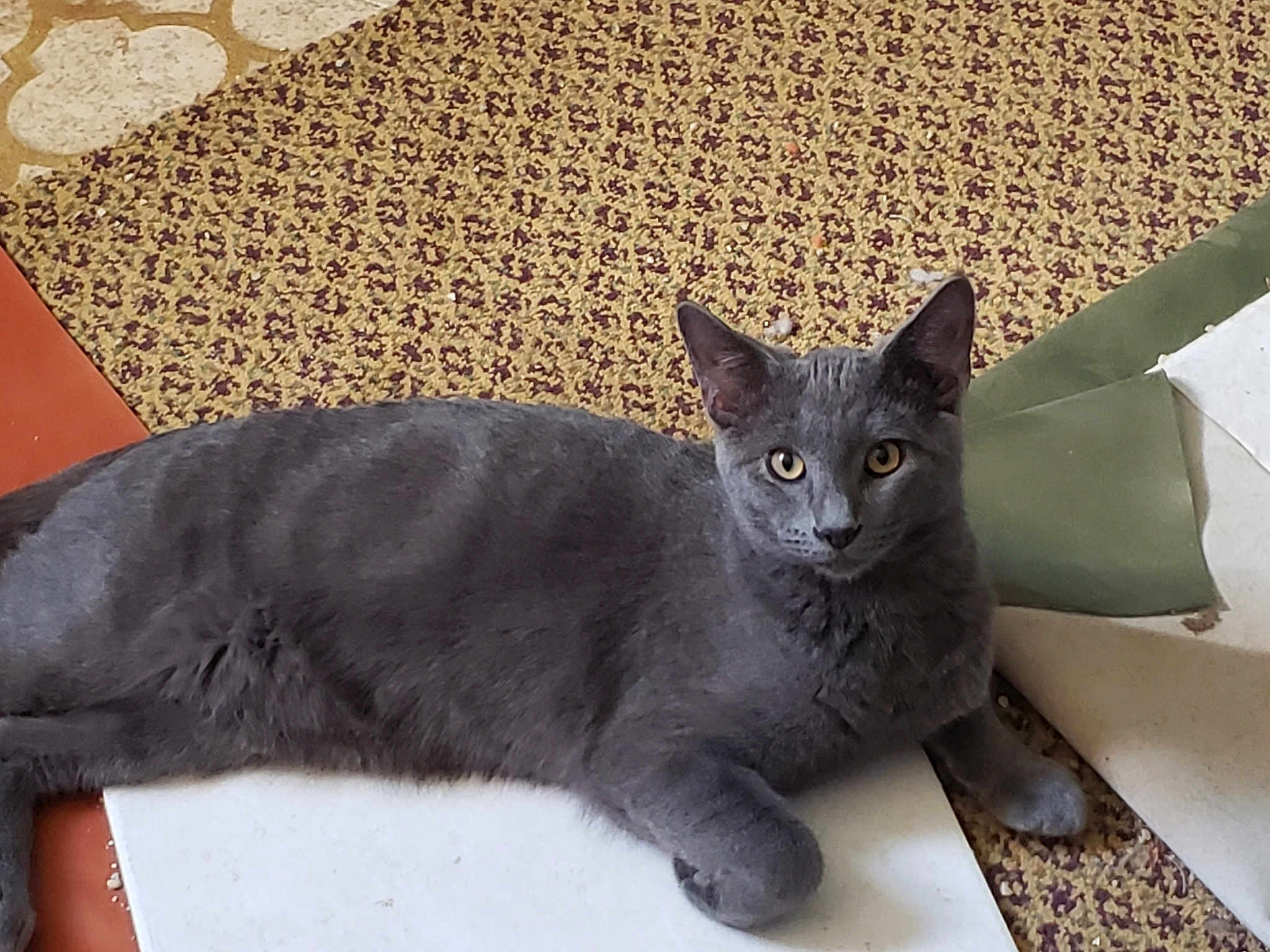 Mr. Smokey