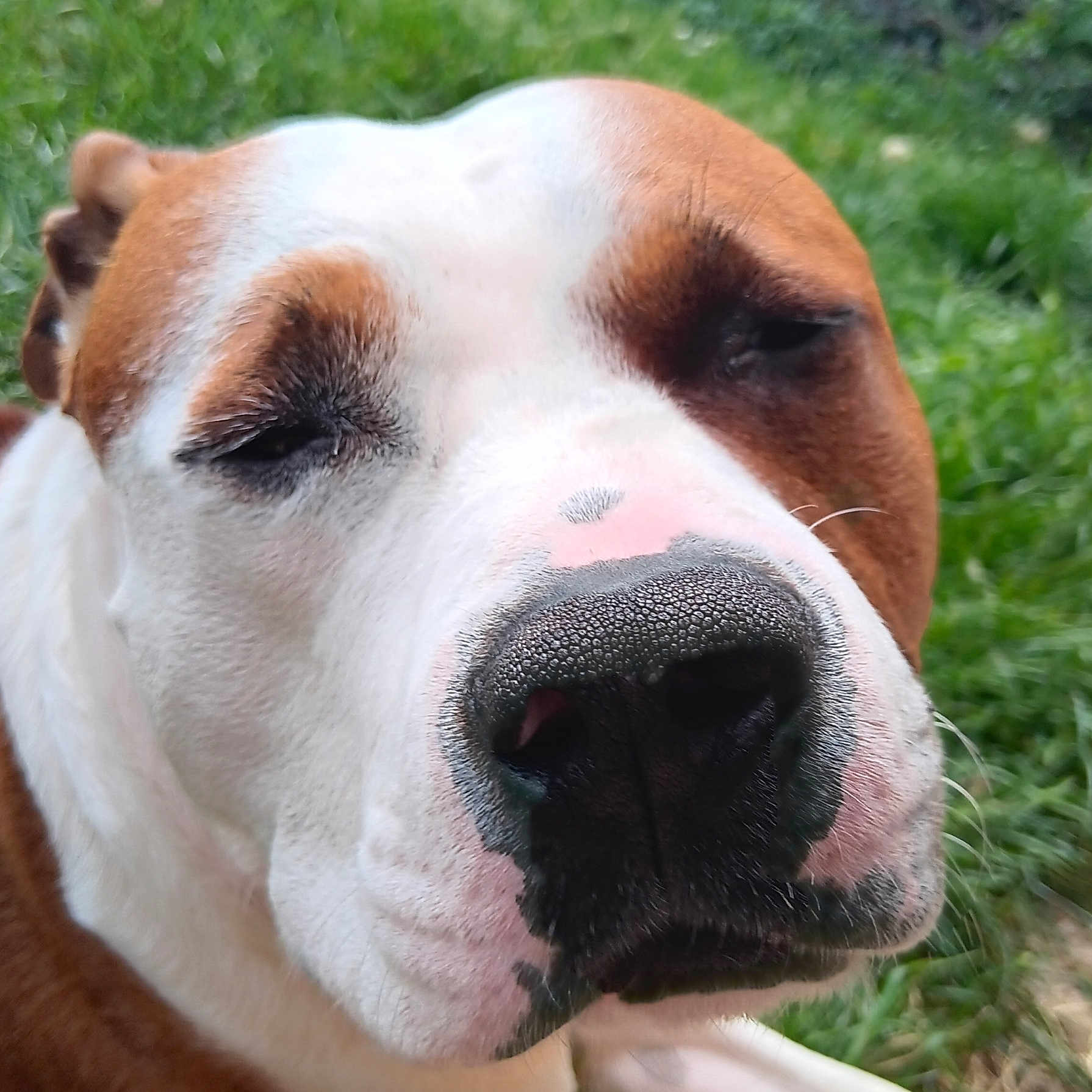 Tyson participe au concours pour gagner de l'argent avec cette photo : animal, brown_and_white, canine, close_up, daylight, dog, ears, face, fur, grass, muzzle, nature, nose, outdoor, pet, portrait, relaxed, resting, sleepy, snout