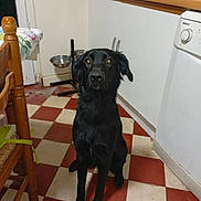 Alouette a rejoint le concours — aidez-le/la à gagner de superbes lots ! dog, black_dog, pet, kitchen, floor, checkered_floor, chair, tablecloth, dishwasher, food_bowl, indoor, furniture, animal, domestic, looking, sitting, curious, wood, tile_floor, household