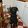 dog, black_dog, pet, kitchen, floor, checkered_floor, chair, tablecloth, dishwasher, food_bowl, indoor, furniture, animal, domestic, looking, sitting, curious, wood, tile_floor, household
