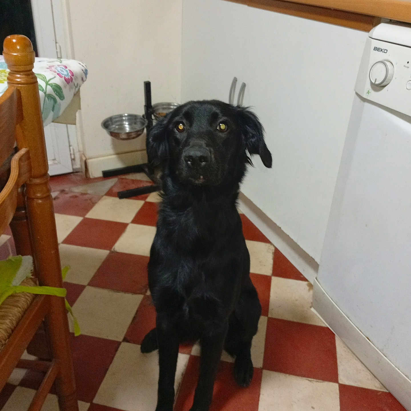 Alouette a rejoint le concours — aidez-le/la à gagner de superbes lots ! dog, black_dog, pet, kitchen, floor, checkered_floor, chair, tablecloth, dishwasher, food_bowl, indoor, furniture, animal, domestic, looking, sitting, curious, wood, tile_floor, household