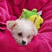 Tinkerbell is registered to the contest to win money with this photo: black_nose, blanket, close_up, cozy, cute, dog, eye, frog_toy, fur, indoor, pet, pink_blanket, plush_toy, portrait, puppy, resting, small_dog, soft_texture, stuffed_animal, white_fur