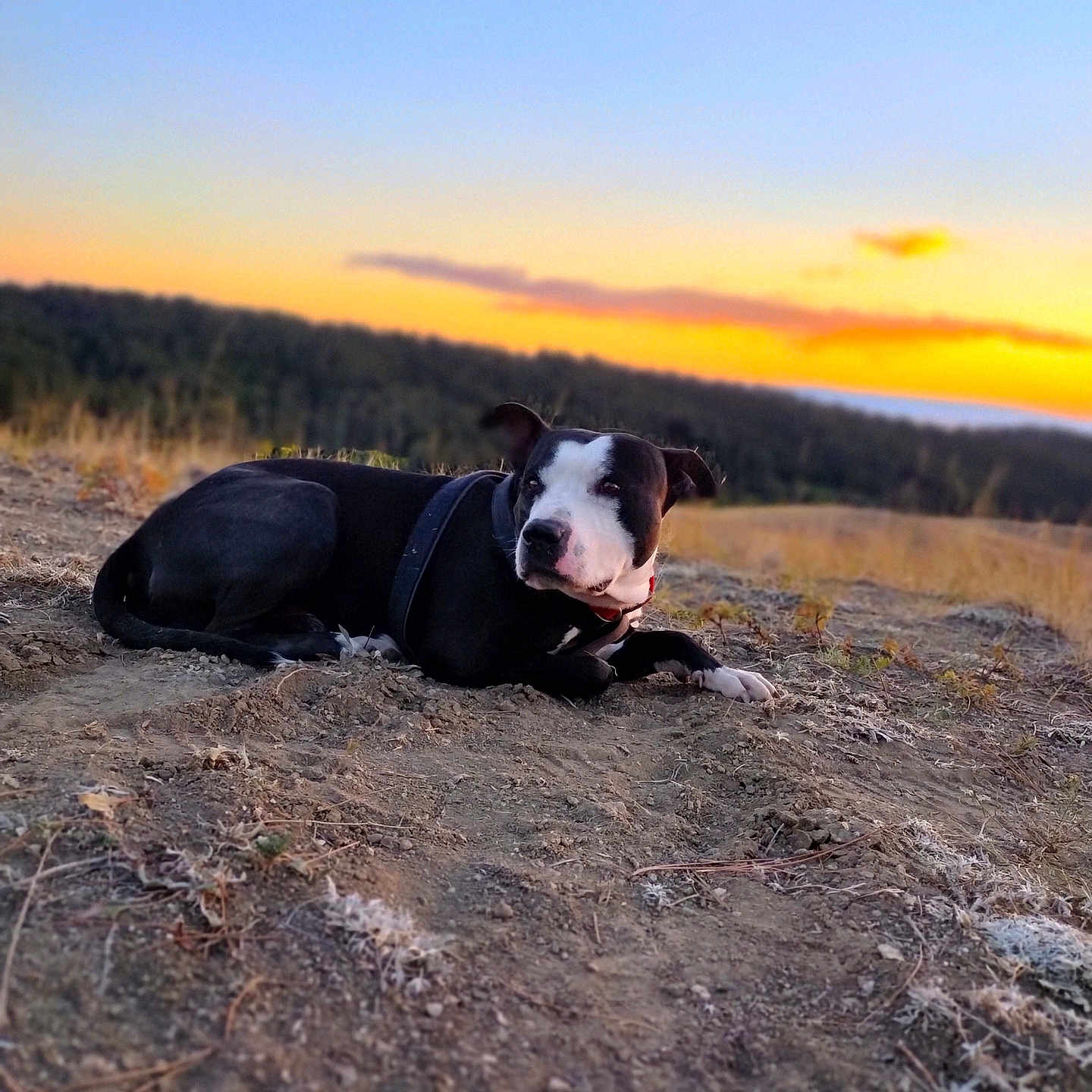 Holly Molly joined the competition — help win amazing prizes! animal, black_and_white, canine, collar, dirt, dog, evening, field, forest, landscape, lying_down, nature, outdoor, pet, quiet, relaxing, scenic, sky, sunset, wildlife