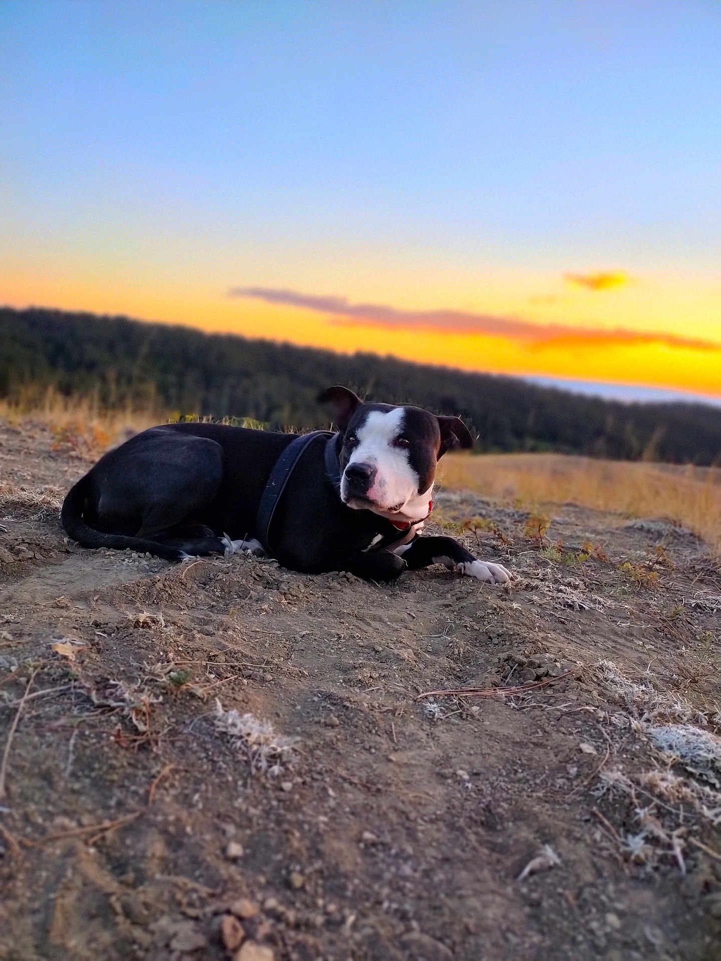 Holly Molly joined the competition — help win amazing prizes! dog, black_and_white, sunset, outdoor, nature, dirt, forest, sky, landscape, animal, pet, lying_down, collar, quiet, scenic, evening, relaxing, wildlife, canine, field