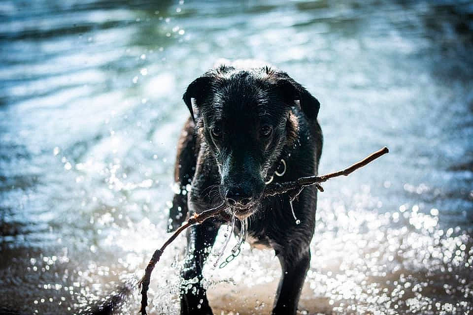 Rooky participe au concours pour gagner de l'argent avec cette photo : animal_sports, canidae, carnivore, collar, dog, dog_breed, dog_collar, fluid, guard_dog, leash, liquid, ocean, pet_supply, snout, sporting_group, water, wave, wind_wave, working_animal, working_dog