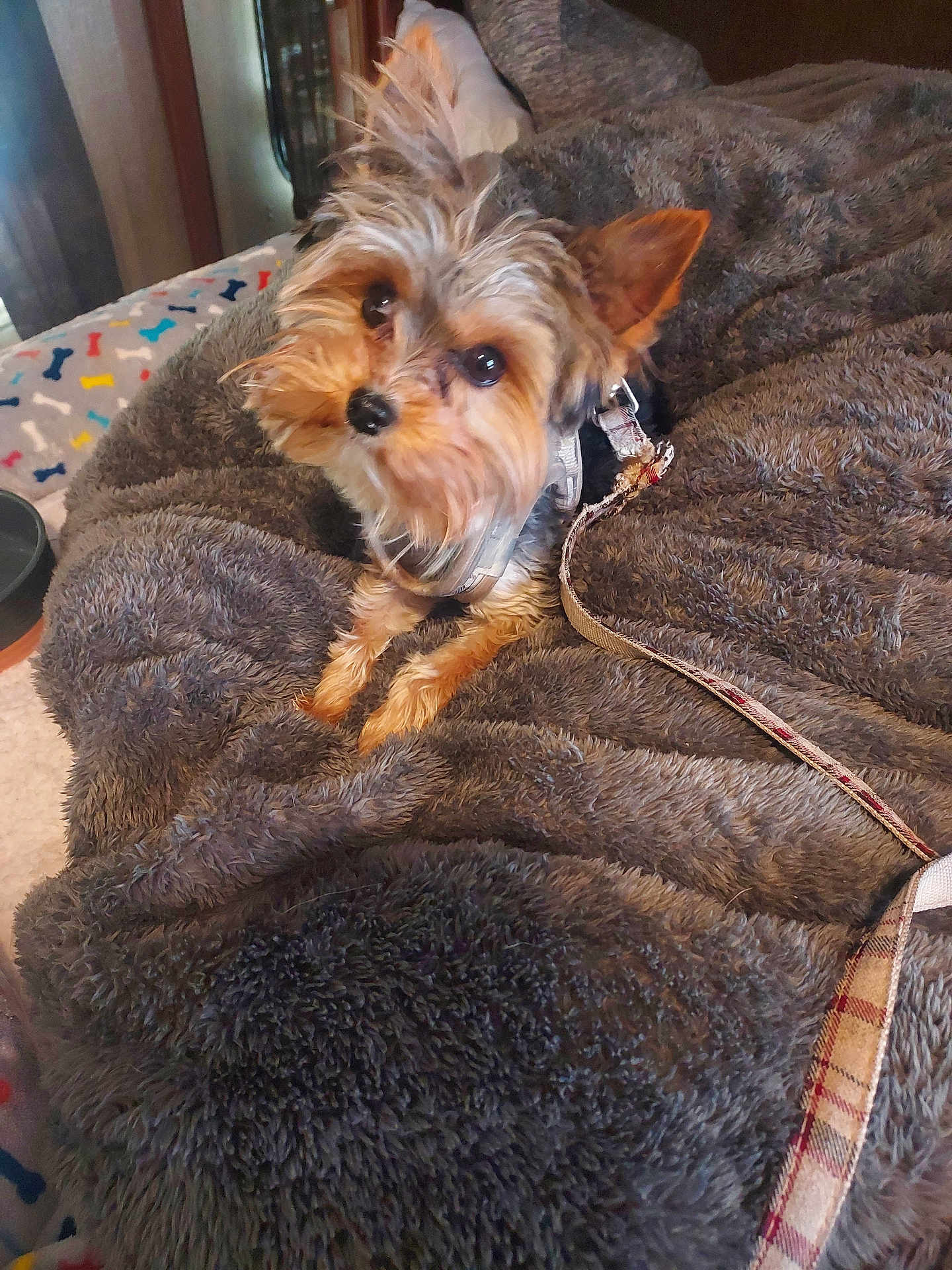 Bandit