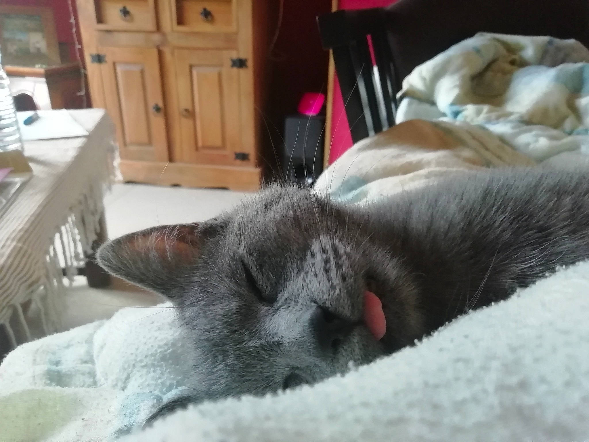 Poukie participe au concours pour gagner de l'argent avec cette photo : burmese, carnivore, cat, chartreux, domestic_short_haired_cat, ear, fawn, felidae, korat, mammal, nap, nebelung, russian_blue, sleep, small_to_medium_sized_cats, snout, thai, tonkinese, whiskers