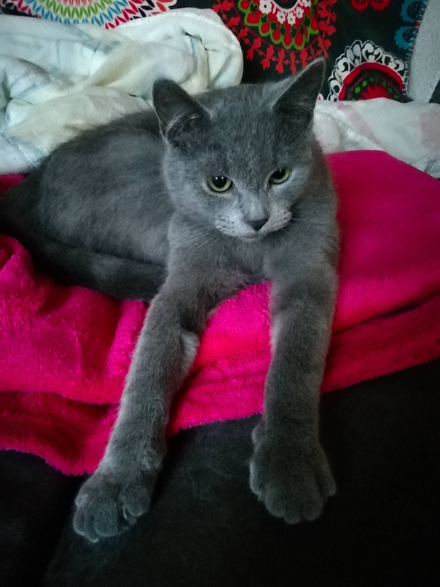 Poukie participe au concours pour gagner de l'argent avec cette photo : asian, black_cat, british_shorthair, burmese, carnivore, cat, chartreux, domestic_short_haired_cat, felidae, kitten, korat, mammal, nebelung, russian_blue, small_to_medium_sized_cats, vertebrate, whiskers
