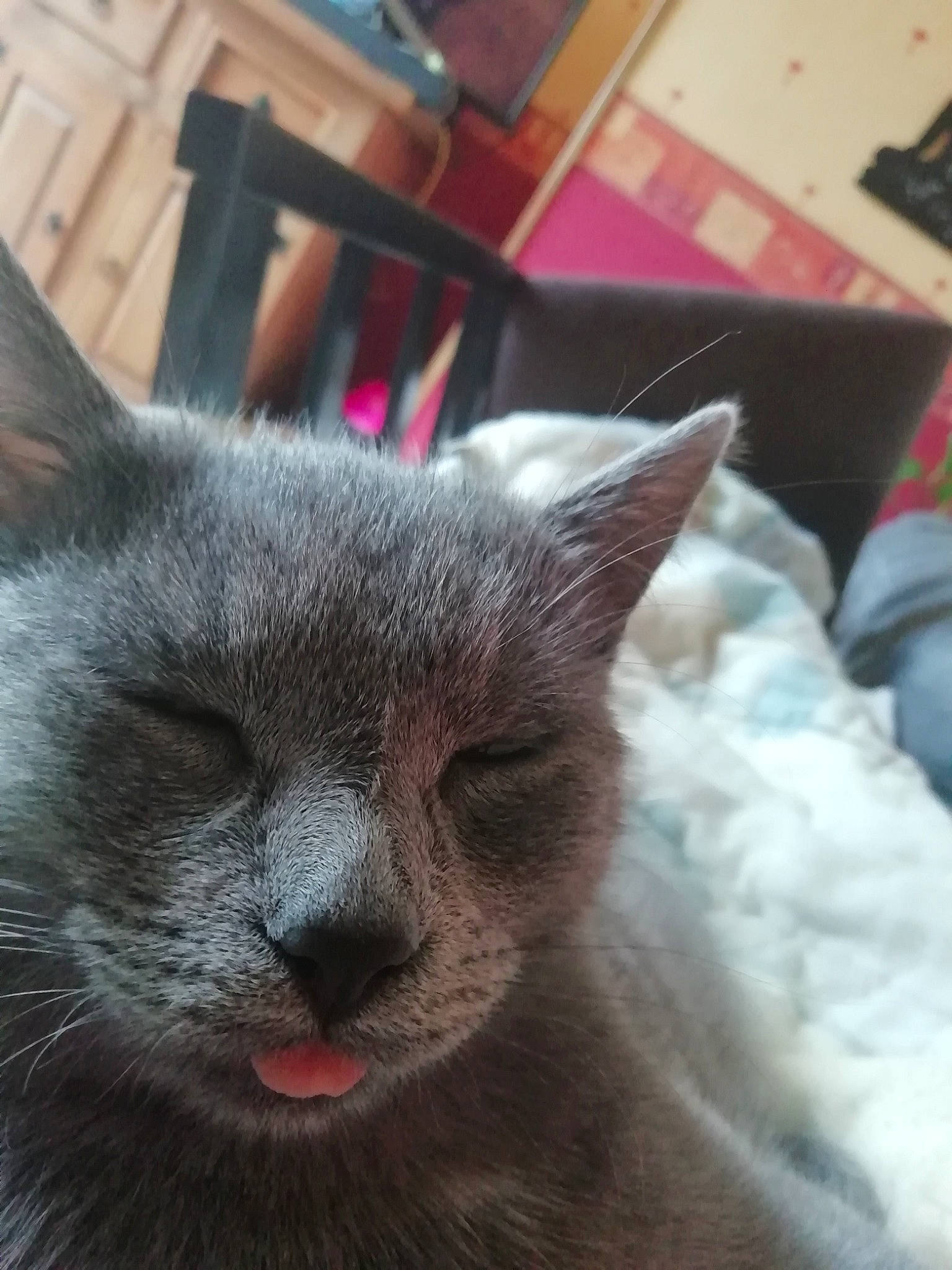 Poukie participe au concours pour gagner de l'argent avec cette photo : asian, british_shorthair, burmese, carnivore, cat, chartreux, domestic_short_haired_cat, felidae, german_rex, korat, mammal, nebelung, nose, russian_blue, small_to_medium_sized_cats, snout, thai, tonkinese, vertebrate, whiskers