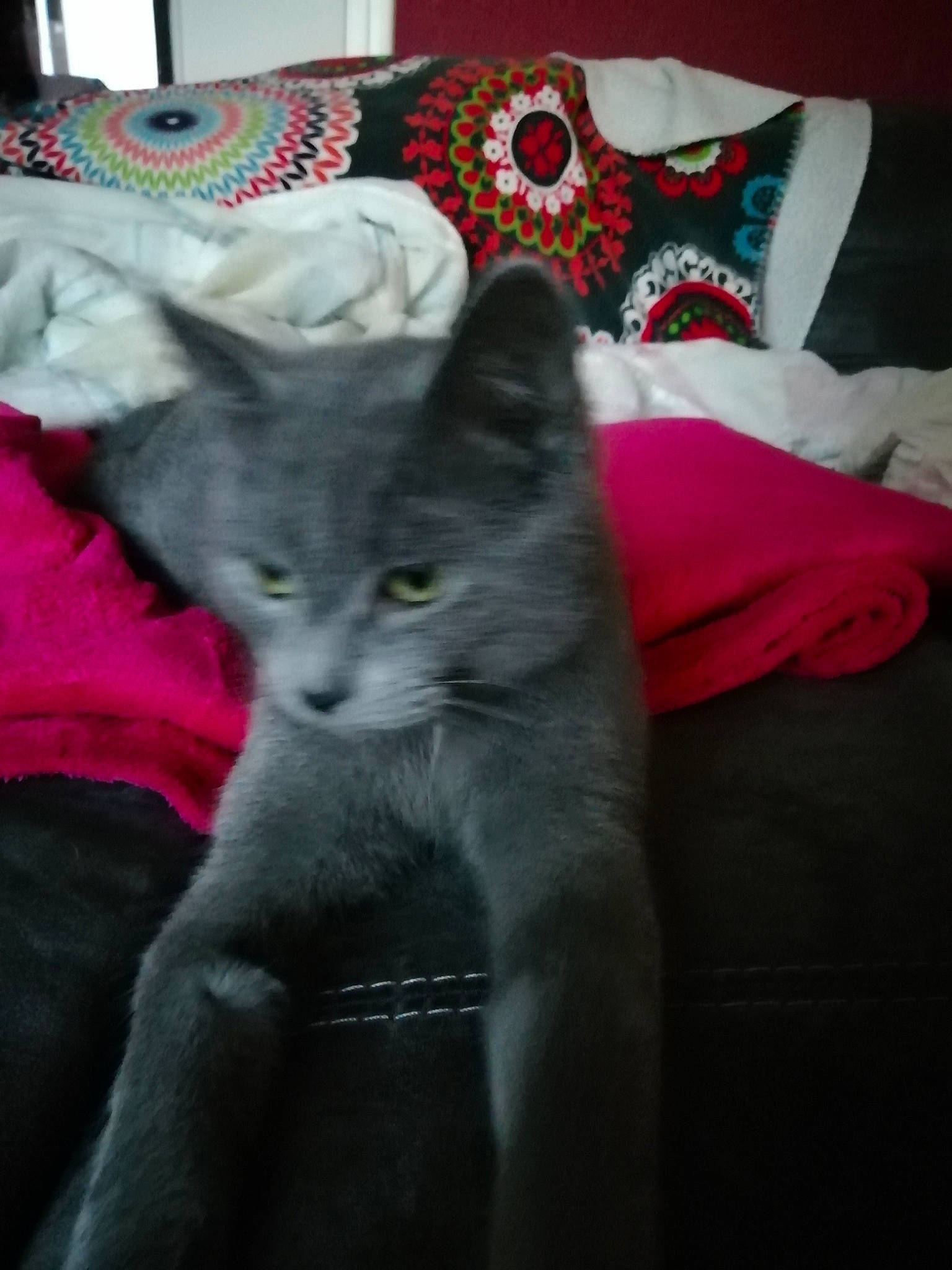 Poukie participe au concours pour gagner de l'argent avec cette photo : asian, british_shorthair, carnivore, cat, chartreux, domestic_short_haired_cat, felidae, fur, kitten, korat, mammal, nebelung, russian_blue, small_to_medium_sized_cats, vertebrate, whiskers