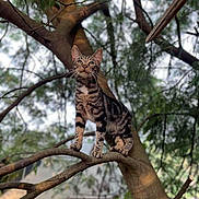 Devin a rejoint le concours — aidez-le/la à gagner de superbes lots ! cat, tabby_cat, tree, branch, outdoor, animal, pet, nature, curious, feline, whiskers, ears, paws, forest, daylight, background_blur, wildlife, climbing, alert, mammal