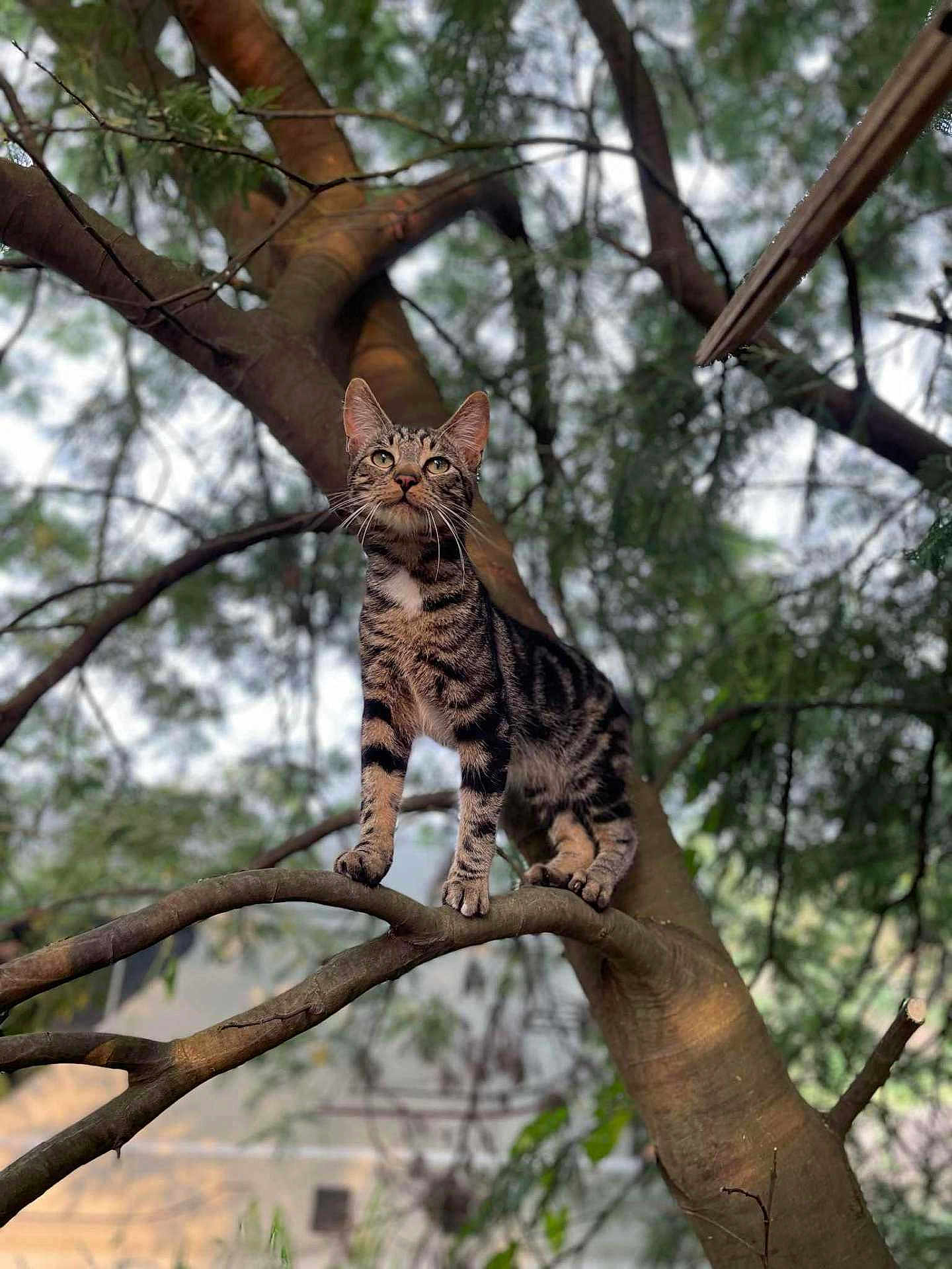 Devin a rejoint le concours — aidez-le/la à gagner de superbes lots ! cat, tabby_cat, tree, branch, outdoor, animal, pet, nature, curious, feline, whiskers, ears, paws, forest, daylight, background_blur, wildlife, climbing, alert, mammal