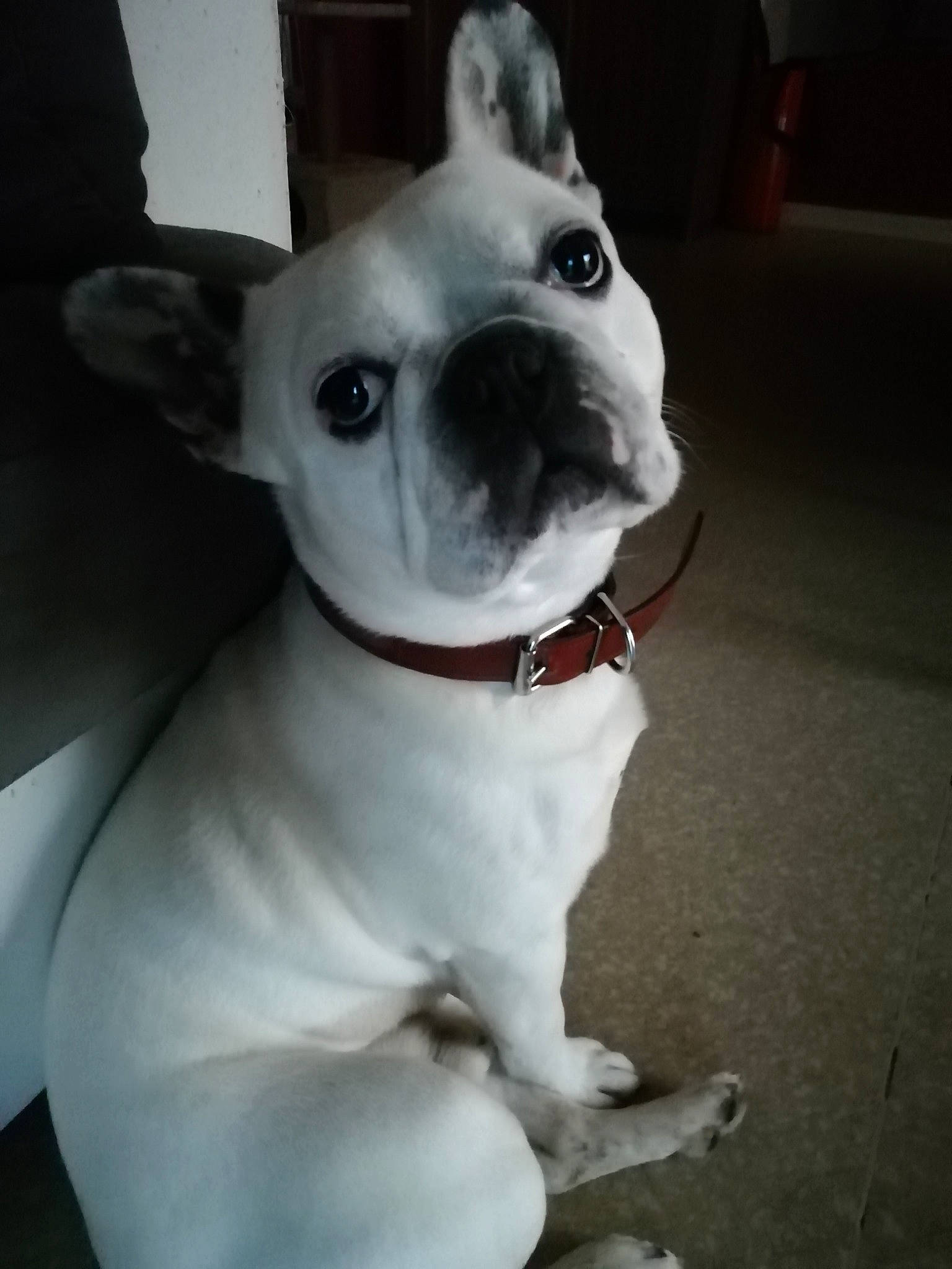 Gizmo a rejoint le concours — aidez-le/la à gagner de superbes lots ! boston_terrier, canidae, carnivore, companion_dog, dog, dog_breed, dog_collar, ear, fawn, french_bulldog, mammal, non_sporting_group, nose, pit_bull, puppy, rare_breed_dog, snout, tail