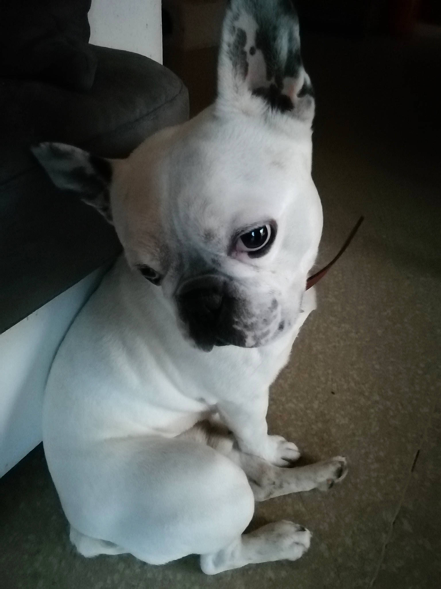 Gizmo a rejoint le concours — aidez-le/la à gagner de superbes lots ! boston_terrier, canidae, carnivore, companion_dog, dog, dog_breed, ear, eye, fawn, french_bulldog, head, mammal, non_sporting_group, nose, puppy, puppy_love, snout, toy_dog, whiskers