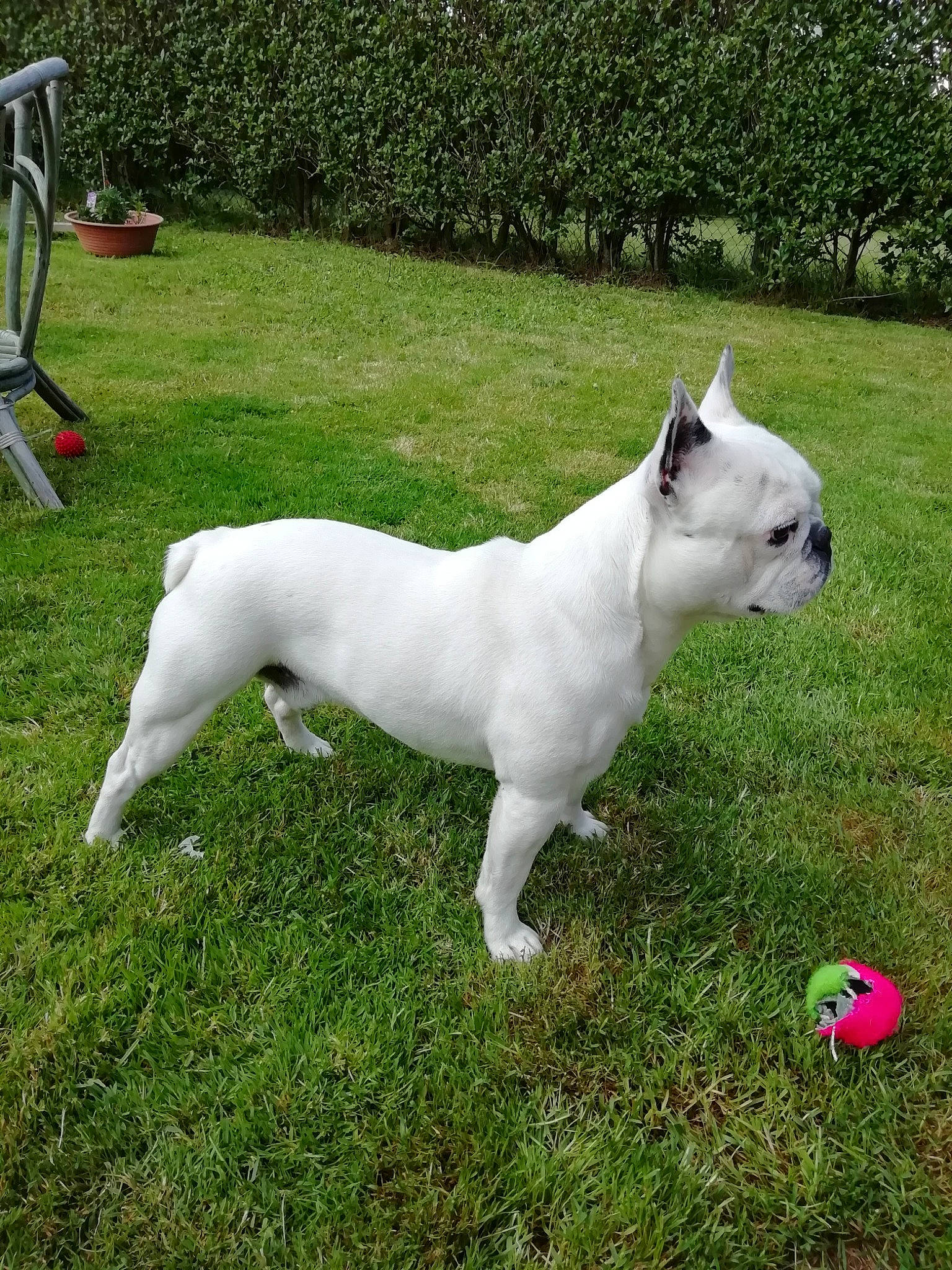 Gizmo a rejoint le concours — aidez-le/la à gagner de superbes lots ! bull_and_terrier, canidae, carnivore, companion_dog, cordoba_fighting_dog, dog, dog_breed, dogo_argentino, dogo_guatemalteco, fawn, french_bulldog, grass, mammal, molosser, non_sporting_group, rare_breed_dog, tail, vertebrate, white_shepherd
