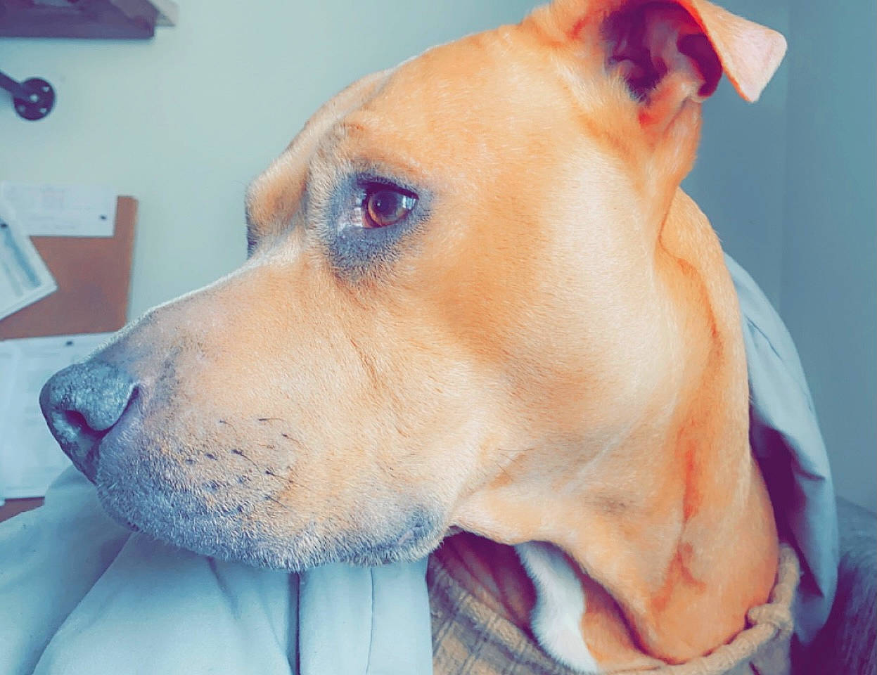 Kali Prost joined the competition — help win amazing prizes! canidae, carnivore, collar, companion_dog, dog, dog_breed, dog_collar, dog_supply, ear, fawn, fur, jaw, non_sporting_group, pet_supply, snout, sporting_group, wall_plate, whiskers, working_animal, working_dog