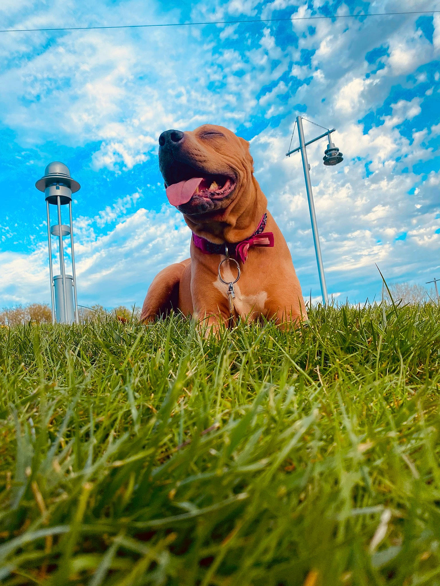Kali Prost joined the competition — help win amazing prizes! blue, carnivore, cloud, companion_dog, dog, dog_breed, eyewear, fawn, fun, goggles, grass, grassland, happy, leisure, meadow, people_in_nature, plant, sky, sunglasses, vision_care