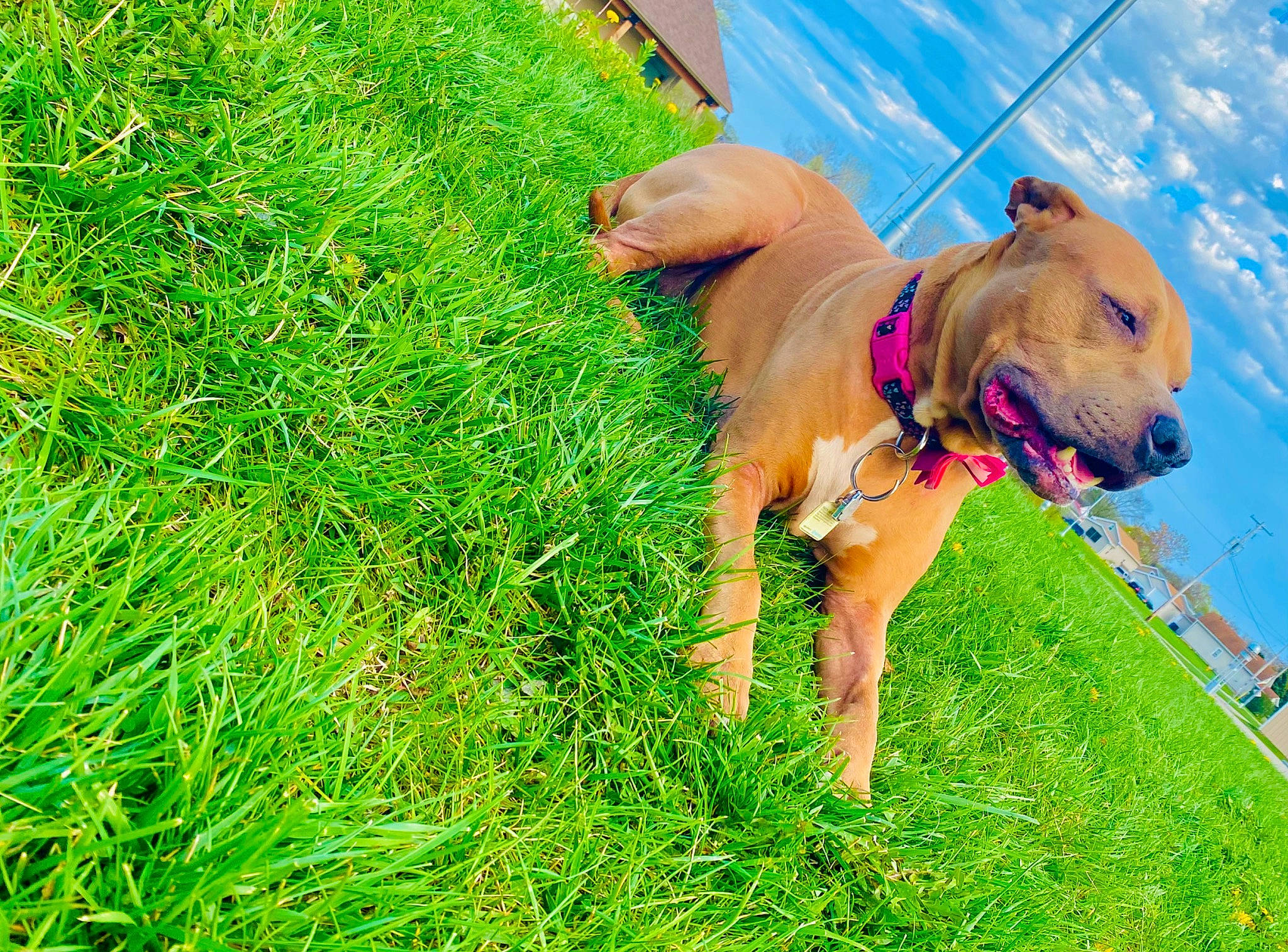 Kali Prost is registered to the contest to win money with this photo: carnivore, collar, companion_dog, dog, dog_breed, dog_collar, dog_supply, fashion_accessory, fawn, grass, grassland, groundcover, guard_dog, leash, people_in_nature, pet_supply, plant, snout, working_animal, working_dog