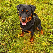 Roxy joined the competition — help win amazing prizes! dog, rottweiler, grass, outdoor, pet, canine, animal, nature, greenery, leaves, happy, tongue_out, sitting, friendly, mammal, fur, ears, eyes, snout, playful