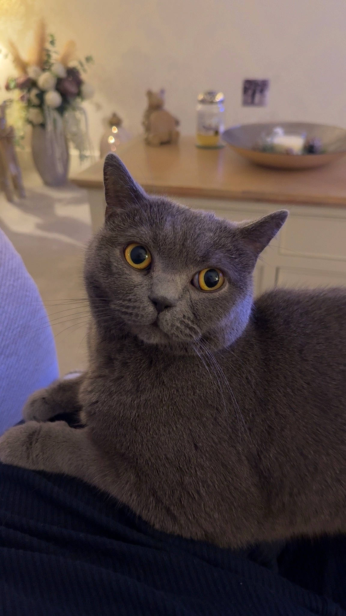 Dappy is registered to the contest to win money with this photo: carnivore, cat, cat_supply, comfort, domestic_short_haired_cat, electric_blue, felidae, fur, grey, russian_blue, serveware, small_to_medium_sized_cats, snout, tableware, tail, whiskers, window