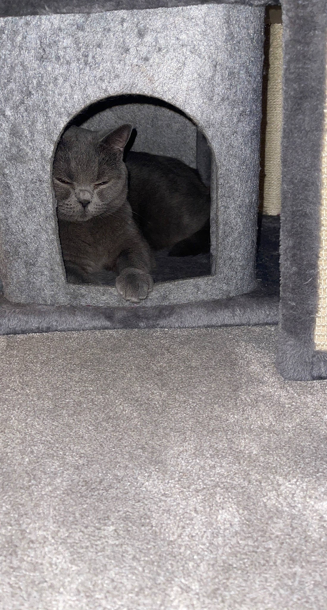 Dappy is registered to the contest to win money with this photo: art, asphalt, automotive_tire, carnivore, cat, concrete, domestic_short_haired_cat, felidae, flooring, fur, grey, monochrome, monochrome_photography, road_surface, small_to_medium_sized_cats, snout, tail, vertebrate, whiskers, wood