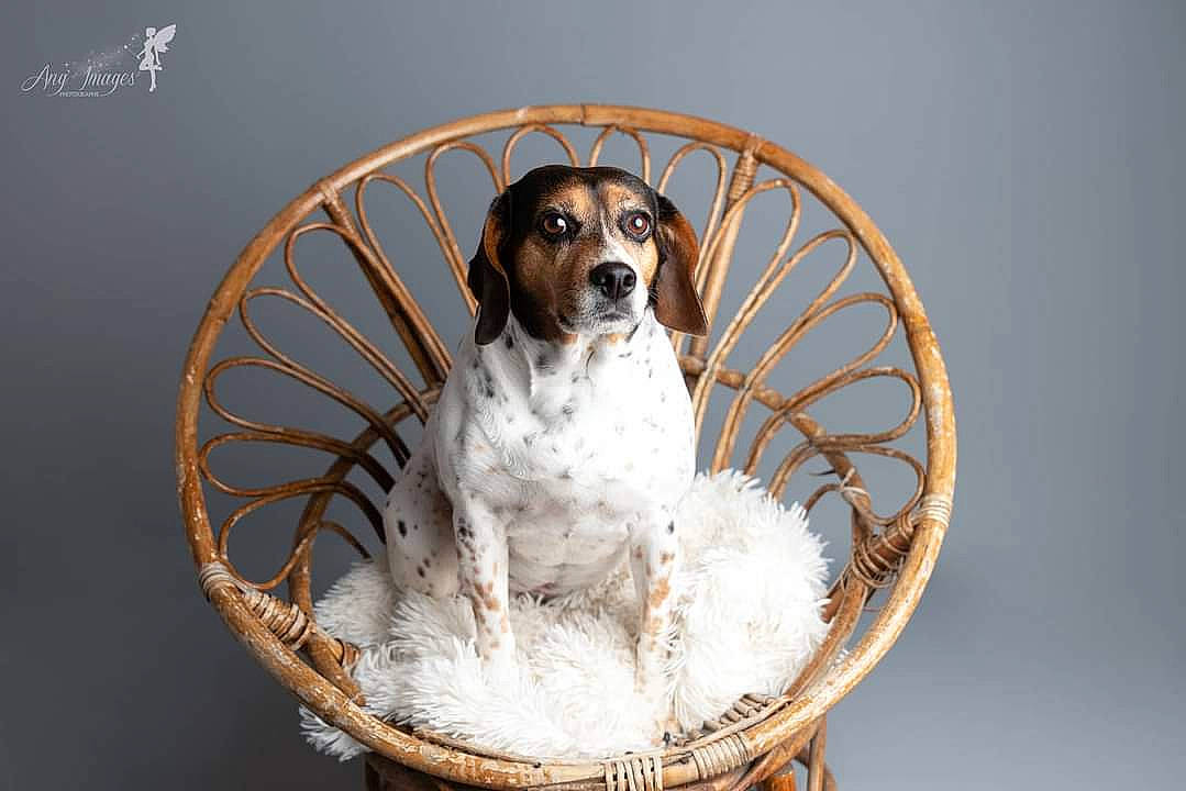 Chelsea a rejoint le concours — aidez-le/la à gagner de superbes lots ! canidae, carnivore, circle, companion_dog, dog, dog_breed, gun_dog, metal, pet_supply, snow, sporting_group, wood, working_animal