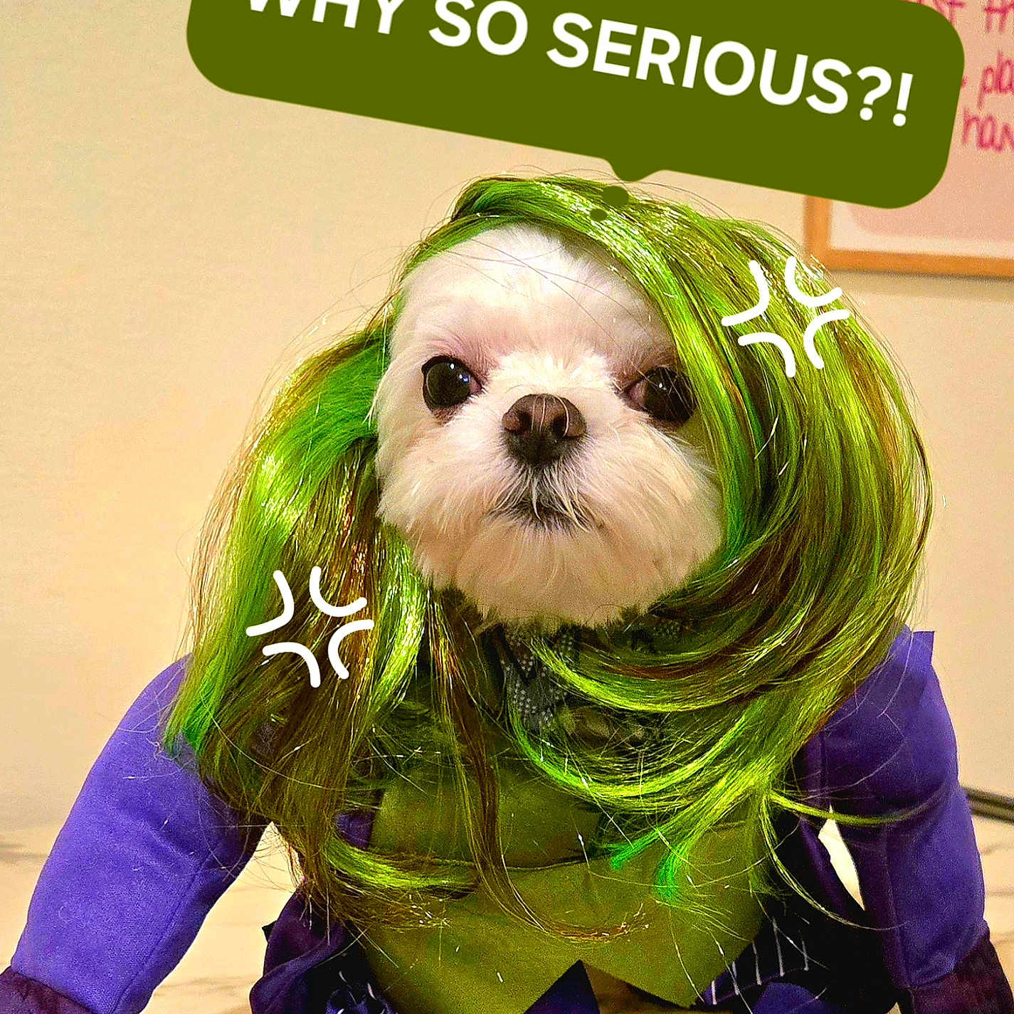 Ruby joined the competition — help win amazing prizes! accessories, advertisement, animal, art, canine, clothing, costume, dog, face, goggles, green, hair, head, painting, person, pet, photography, portrait, toy, wig