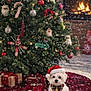 bow_tie, carpet, celebration, christmas_ornaments, christmas_tree, cute, dog, festive, fireplace, green, holiday_decorations, indoor, pet, plush, presents, red, santa_hat, snowfall, stockings, winter
